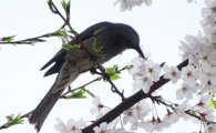 [포토]벚꽃놀이 즐기는  '직박구리'