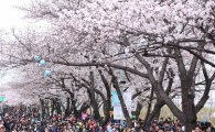 여의도 봄꽃축제...주말 389만명 꽃길 걷다 