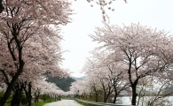 해안도로 따라 활짝 핀 벚꽃 명소 “영광으로 떠나자”