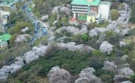 [포토]'올해 벚꽃엔딩은 남산에서'