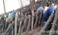 표고버섯 수확에 부족한 일손, 장흥군 공무원이 나섰다