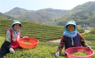 곡우 맞아 보성 햇차(茶) 수확 한창