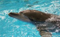남방큰돌고래 '금등·대포' 제주서 야생적응훈련