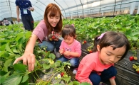 [포토]NH농협은행, 딸기향 가득한 봄나들이 