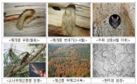 산림청, 재선충병 피해 전년대비 28%↓…2020년 10만본대 저감