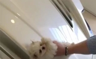 강아지로 차 닦는 개만도 못한 인간