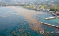 '바다 불청객' 괭생이모자반, 제주바다 유입