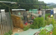 개 사육장 운영하던 부부, 도사견에게 물린 아내 사망…남편은 치료 중