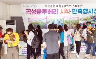 곡성군, 장미축제기간 블루베리 시식·판촉행사 성료