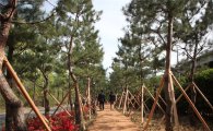 영등포구 자원순환센터 ‘소나무숲길’ 조성