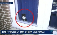 정유라가 키우던 수백만원대 ‘랙돌 고양이’, 정 떠난 뒤...