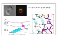[과학을 읽다]세포 물질 이동 새 경로 규명됐다