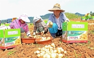 보성군, “간식용 햇감자 수미 본격 수확”