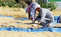 [포토]장흥 들녘에서 우리밀 말리는 농부
