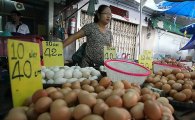태국산 계란, 20일께 국내 수입…'국산 계란 3분의 1 가격'