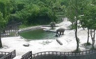엄마·이모 코끼리의 익사 직전 아기 코끼리 구하기