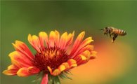 농협, "꿀벌, 2035년 사라질 수 있다"