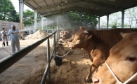 경기도 '가축 폭염책 TF' 가동