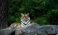 서울대공원, 시베리아호랑이 3마리 국립백두대간수목원에 기증