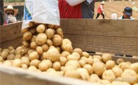 金추 이어 金자…가뭄·폭우에 수확량 뚝 떨어진 감자값 급등