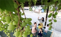[포토]청포도가 주렁주렁 익어가는 계절 