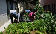 금천구 어르신들 위한 힐링 텃밭 조성
