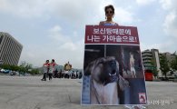[포토]광화문광장, '개 식용 반대' 1인 시위