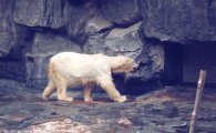 “이제는 북쪽 하늘서 자유롭길”…대전 오월드 북극곰 ‘남극이’ 1월 폐사