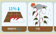 장마·폭염 속 채솟값 이달도 계속 '高高'