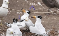 ‘신비의 새’ 뿔제비갈매기 올해도 국내 찾아와 번식 성공