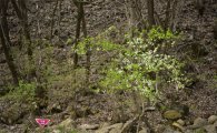 동양계 야생 ‘자두나무’ 기본종…강원도서 국내 자생 ‘첫’ 확인