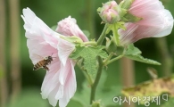 [포토]'무궁화 축제'에 날아온 꿀벌