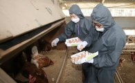 [살충제 계란 파동]살충제 농가·약품업체 잇단 고발