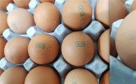 [살충제 계란 파동]빵·분유도 살충제 검사 확대…'계란 포비아' 일파만파