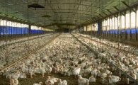 [살충제 계란 파동]'먹거리 불신공화국' 만드는 정부…계란·닭고기 '보이콧'