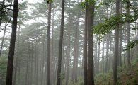 ‘숲과 사람의 공존’, 산림청 올해 조경·경관 숲 38개소 조성