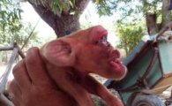 쿠바서 ‘원숭이 얼굴’ 닮은 돼지 태어나