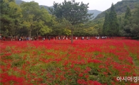 영광군, 제17회 영광불갑산 상사화축제 개최