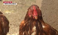 ‘살충제 계란’ 논란, 닭고기는 안전할까?…‘불안감 증폭’