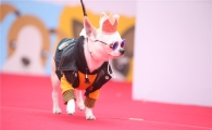 추석연휴 반려견 애견호텔에 맡기기 전, '보상문제' 꼼꼼히 따져라