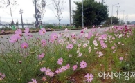 추석 황금연휴,영산강 코스모스 꽃길  걸어보세요