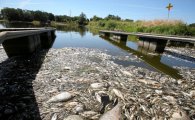 사람들 물놀이 하던 강에서 물고기 집단 폐사…폴란드 당국 원인조사 착수