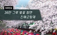 [하루만보]36만 그루 벚꽃 향연…진해군항제 
