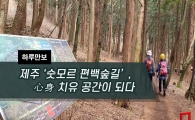[One Day Walk] Jeju ‘Sutmoleu Cypress Forest Trail’ Becomes a Mind and Body Healing Space