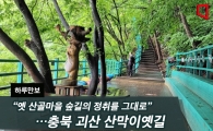 [하루만보] “옛 산골마을 숲길의 정취를 그대로”…충북 괴산 산막이옛길