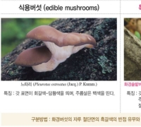 세로로 찢어지면 식용?…“독버섯, 일반적 구별법 맹신 금물”
