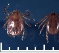 "No Treatment or Vaccine Available... Tick-Borne Infectious Diseases Reach Five-Year High"