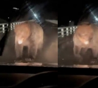 "I Never Thought It Would Happen... Thrown Aside Before I Knew It": Japanese Man Still Suffering Aftereffects Two Years After Bear Attack