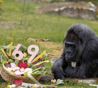 "인간으로 치면 100세 노부인"…세계 최고령 고릴라, 69살 생일잔치 열어