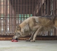"Neuggu Comes to Mind"... Small Japanese Town in Turmoil After Wolfdog Escape
